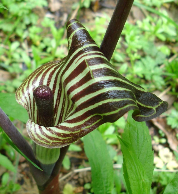 Arisaema triphyllumBog OnionBrown DragonIndian Turnip10/_Seeds
