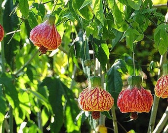 Abutilon pictum | Flowering Nabob & Parlour Maple | 10_Seeds