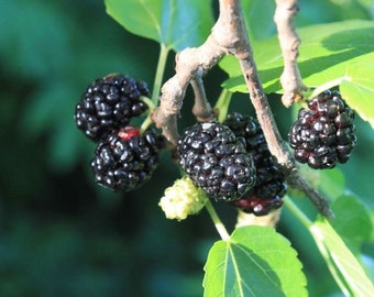 Morus nigra | Black Mulberry | Toot Tree | 10_seeds