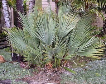 Nannorrhops ritchiana | Mazari Palm | 5_Seeds