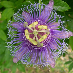 Passiflora incarnata| Apricot Vine| Maypop Purple| 10_Seeds