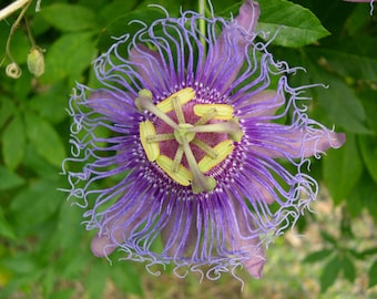 Passiflora incarnata| Apricot Vine| Maypop Purple| 10_Seeds