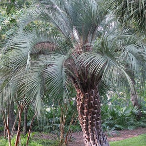 May include: A mature palm tree with a thick, textured trunk and long, feathery, blue-green fronds. The tree is set in a grassy area with other trees and foliage in the background, creating a natural, outdoor scene.