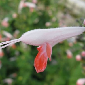 Salvia coccinea Coral Nymph| Texas Hummingbird Sage| 5_Seeds