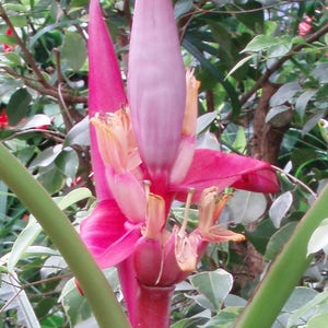 Musa velutina | Hairy Pink Banana | 10_Seeds