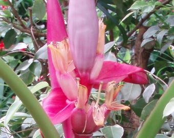 Musa velutina | Hairy Pink Banana | 10_Seeds