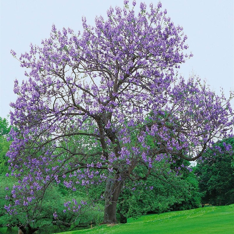 Paulownia fortunei Dragon Tree Fortunes Empress Sapphire 100_Seeds image 4