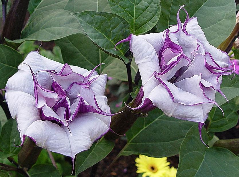 Datura Metel Double Purple | Devils Trumpet | 10_seeds - Etsy