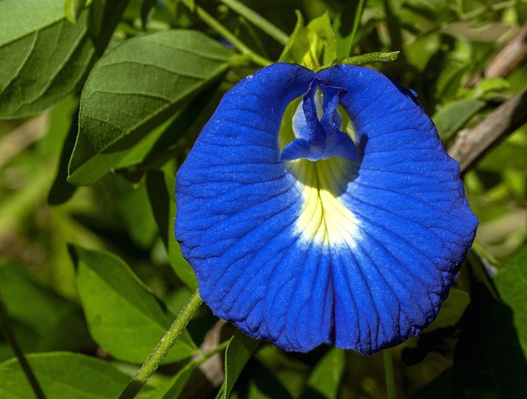10 Semi Di Clitoria Ternatea – Fiore Azzurro A Forma Particolare, Rampicante Volubile Da Giardino, Fiorisce In Due Mesi
