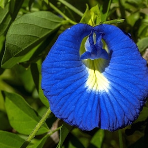 Clitoria ternatea single blue Butterfly Pea 10_seeds image 5