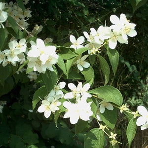 Philadelphus coronarius | English Dogwood | Sweet Mock Orange | 200_Seeds