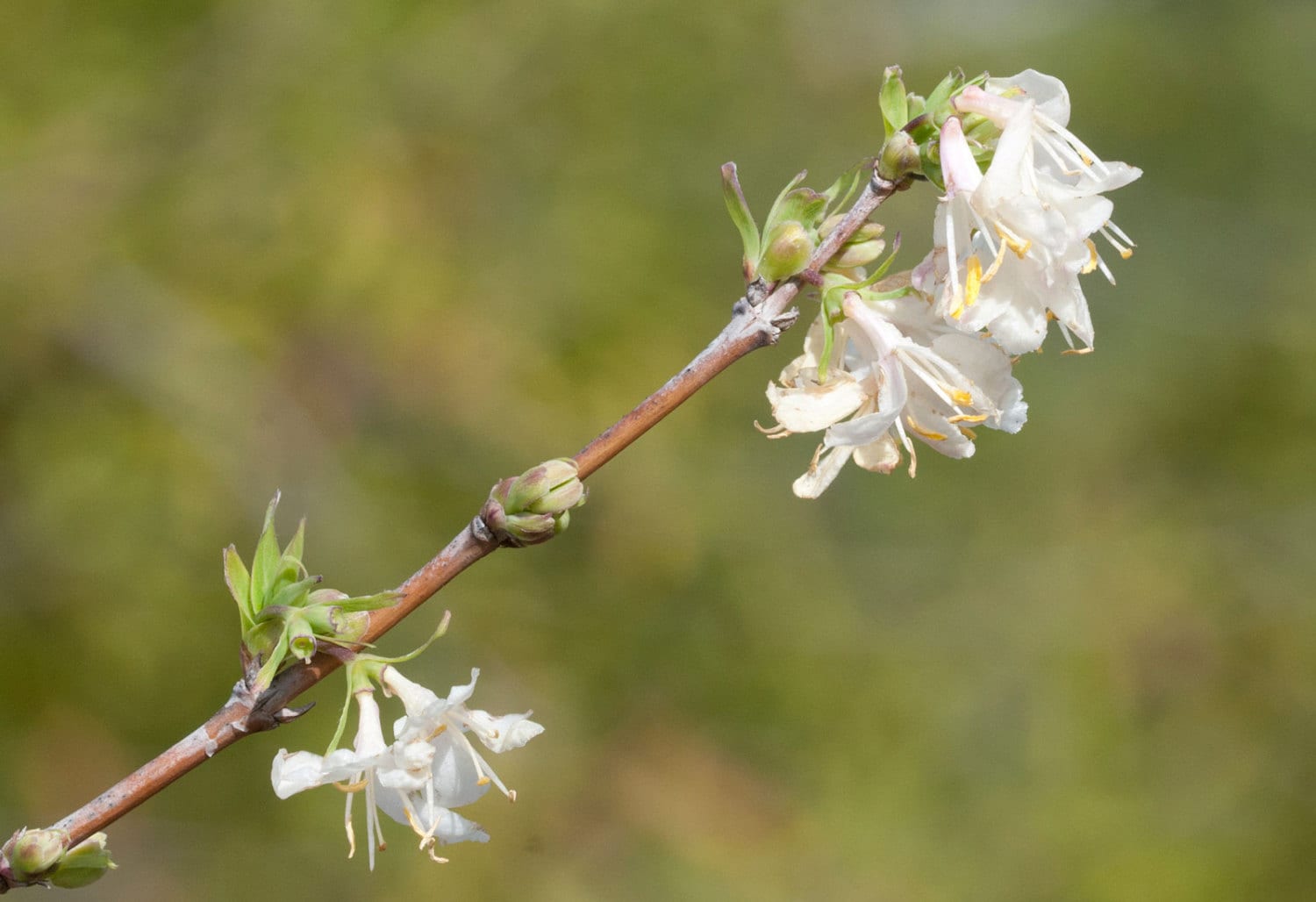 Lonicera Fragrantissima | Winter Honeysuckle | 20_seeds - Etsy