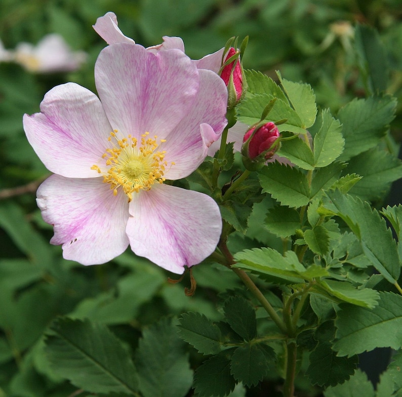 Rosa Arkansana | Wild Roser | Arkansas Prairie Wild Rose | 20_seeds - Etsy