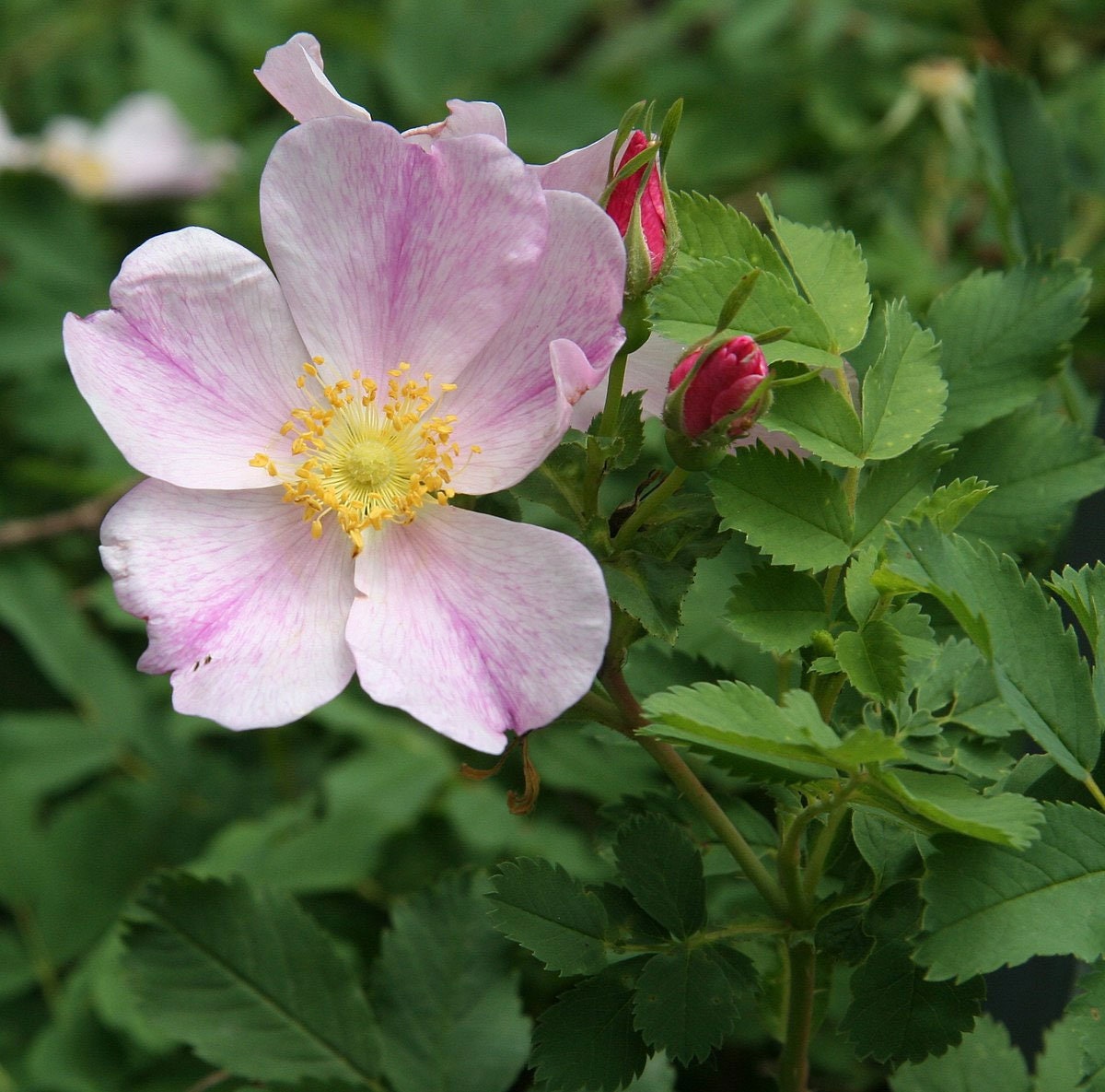 Rosa Arkansana | Wild Roser | Arkansas Prairie Wild Rose | 20_seeds - Etsy