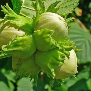 Corylus avellana | Hazel | 5_Seeds