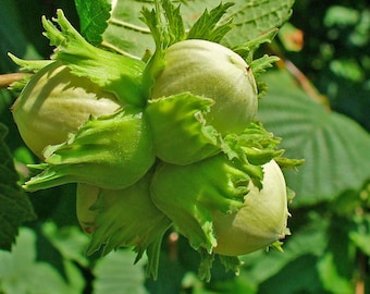 Corylus avellana | Hazel | 5_Seeds