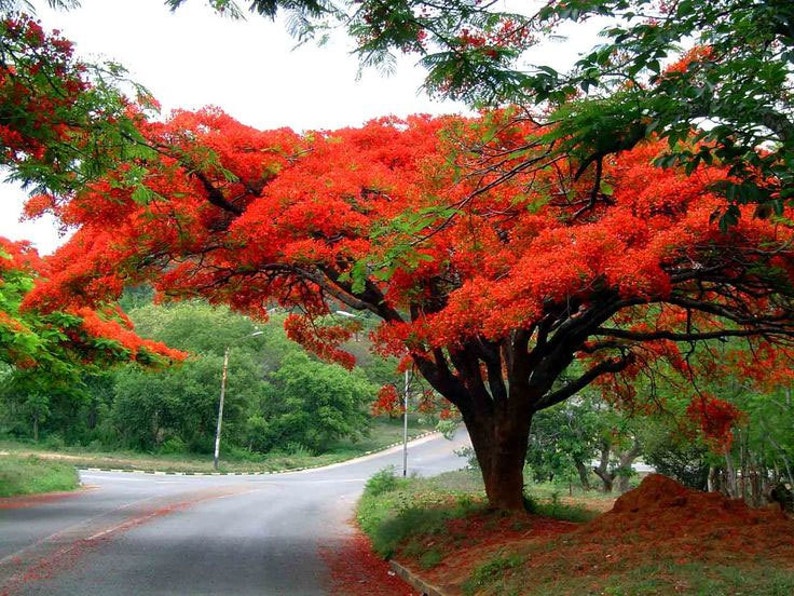 Delonix regia Royal Poinciana Flamboyant Flame Tree Gulmohar 5_Seeds image 3