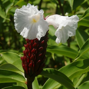 Costus speciosus Crepe Malay Ginger Canereed 20_Seeds image 1