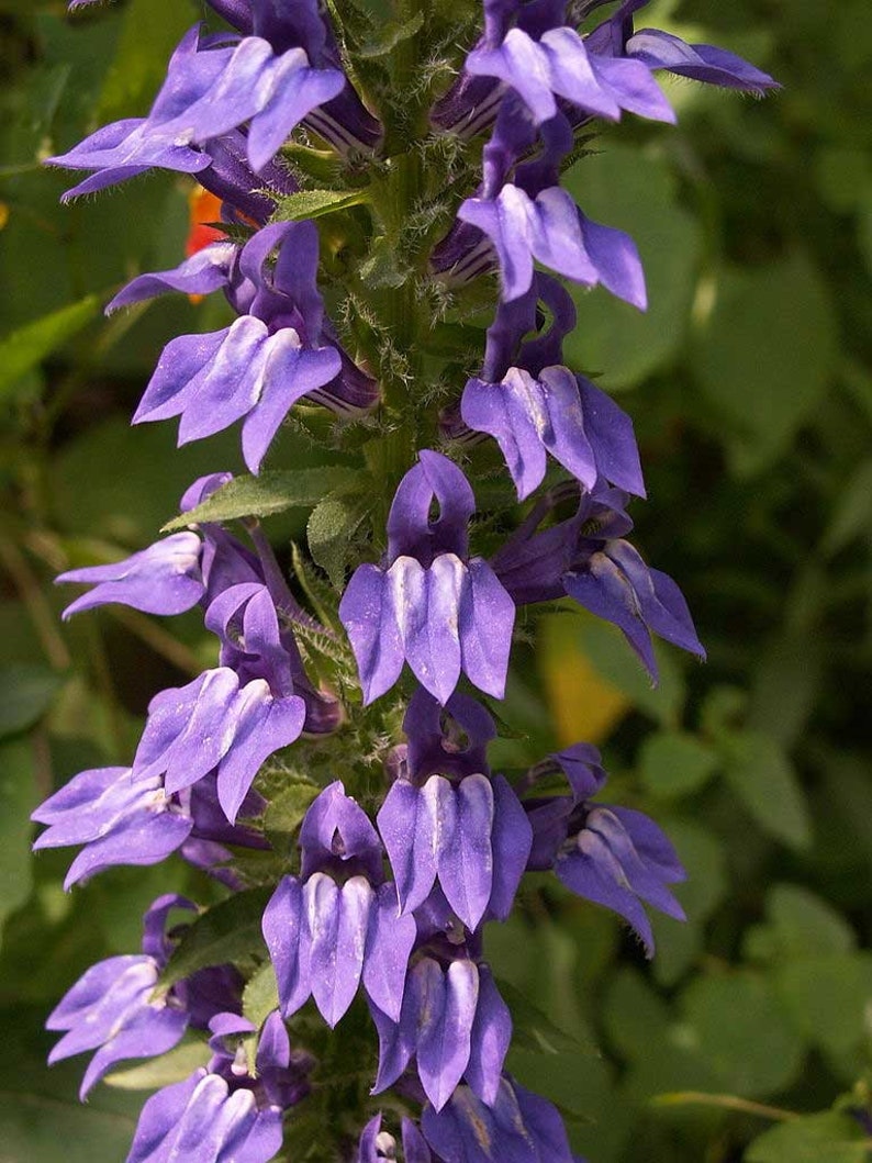 Lobelia Siphilitica Great Blue-lobelia 500_seeds - Etsy