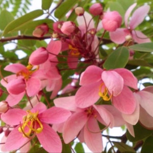 Cassia javanica subsp. nodosa | Apple Blossom Cassia | 10_Seeds