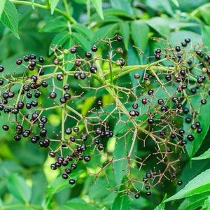 Zanthoxylum rhetsa | Indian Prickly Ash | Cape Yellowwood | 20_Seeds