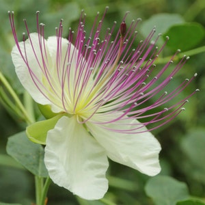 Capparis spinosa | Spineless Caper Bush | Flinders Rose | 50_Seeds
