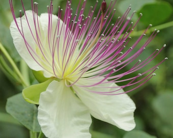 Capparis spinosa | Spineless Caper Bush | Flinders Rose | 50_Seeds