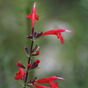 Salvia coccinea | Blood Scarlet Sage | 500_Seeds