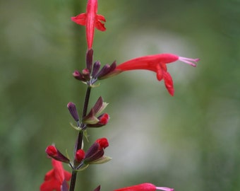 Semi Di Salvia Rossa Scarlatta (Salvia Coccinea) - Pacco Da 10.000 Semi - OVM Seeds