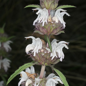 Monarda pectinata | Pony Beebalm | Plains Lemon | Miners Lettuce | 100_Seed