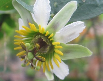 Passiflora biflora | Passionvine | 10_Seeds