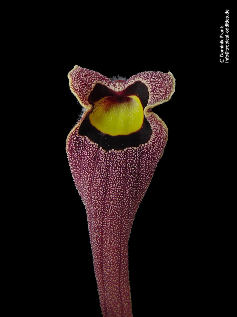 Aristolochia foetida 5_Seeds image 1