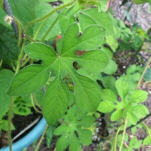 Ipomoea pes-tigridis Tigers Foot Morning Glory 10_Seeds image 4