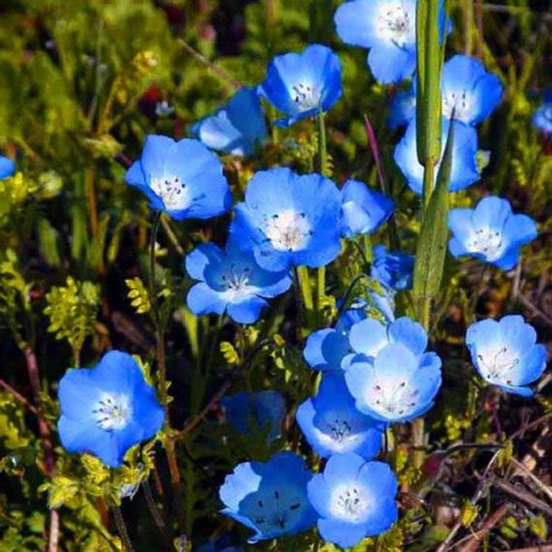 Nemophila menziesii Baby Blue Eyes 50_Seeds image 3