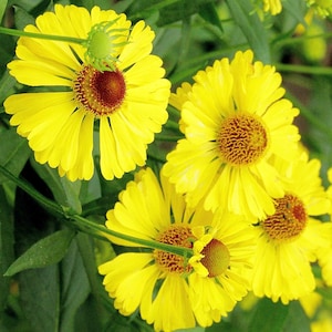 May include: Close-up of yellow flowers with multiple layers of petals. The flowers have a dark brown center and are in full bloom.
