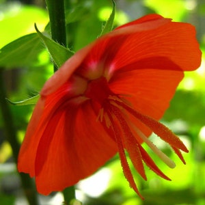 Pentapetes phoenicea | Noon Flower | Midday Scarlet Mallow | 10_Seeds