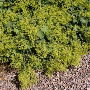 Alchemilla epipsila Dwarf Ladys Mantle 100_Seeds image 2