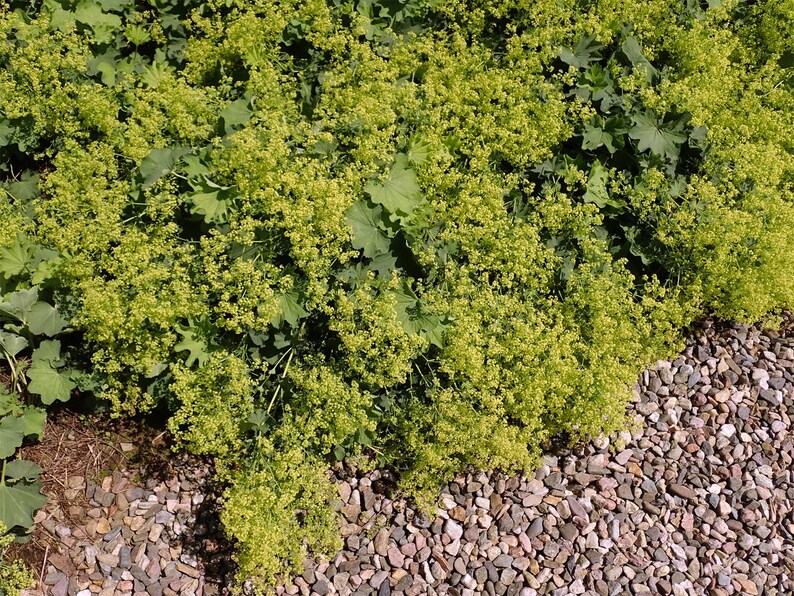 Alchemilla epipsila Dwarf Ladys Mantle 100_Seeds image 2