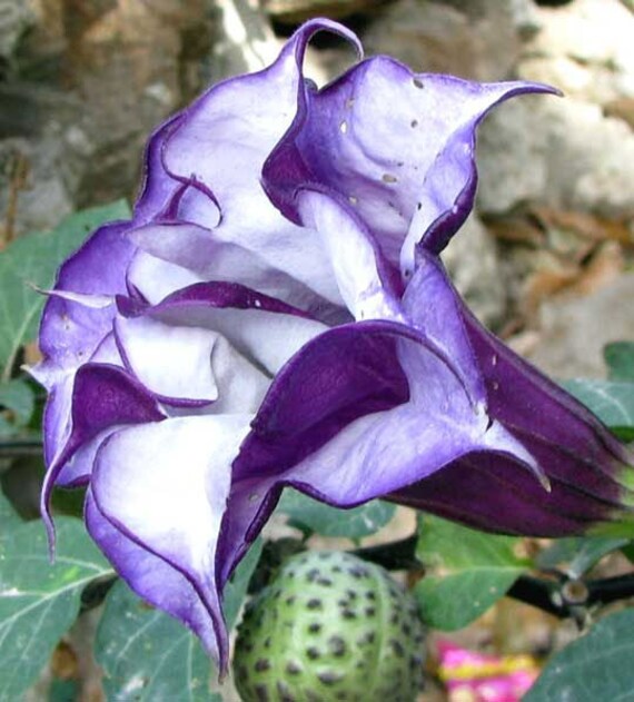 Datura Metel Double Purple Devils Trumpet 5 Seeds Etsy Datura Metel Double Purple Devils Trumpet 5 Seeds Etsy