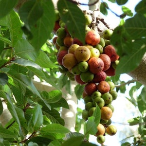 Puede incluir: Un racimo de higos verdes y rojos colgando de una rama de árbol. Los higos están maduros y listos para ser recogidos.