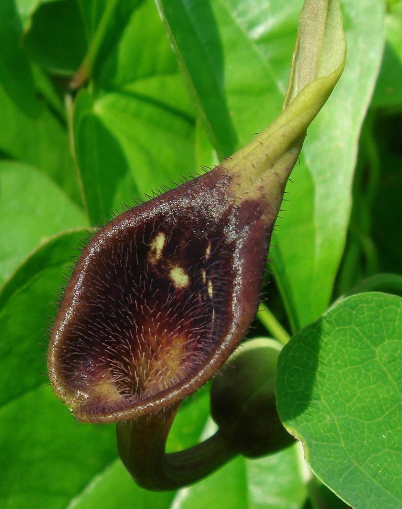 Aristolochia debilis 50_Seeds image 1