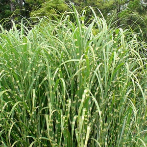 Miscanthus sinensis Zebrinus Zebra Grass 10_Seeds image 2