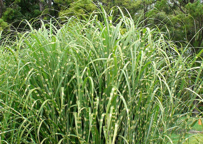 ButterflyGardenSeeds Miscanthus sinensis Zebrinus