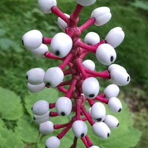 Op de afbeelding: Een tros witte bloemen met zwarte centra, die lijken op ogen, op een rode stengel. De bloemen zijn spiraalsgewijs gerangschikt, wat een uniek en grillig uiterlijk creëert.