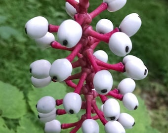 Actaea pachypoda | Dolls Eyes | White Baneberry | Cohosh | 10_Seeds