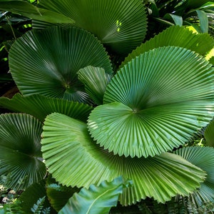 Licuala Grandis Palas Ruffled Vanuatu Fan Palm 5_seeds - Etsy