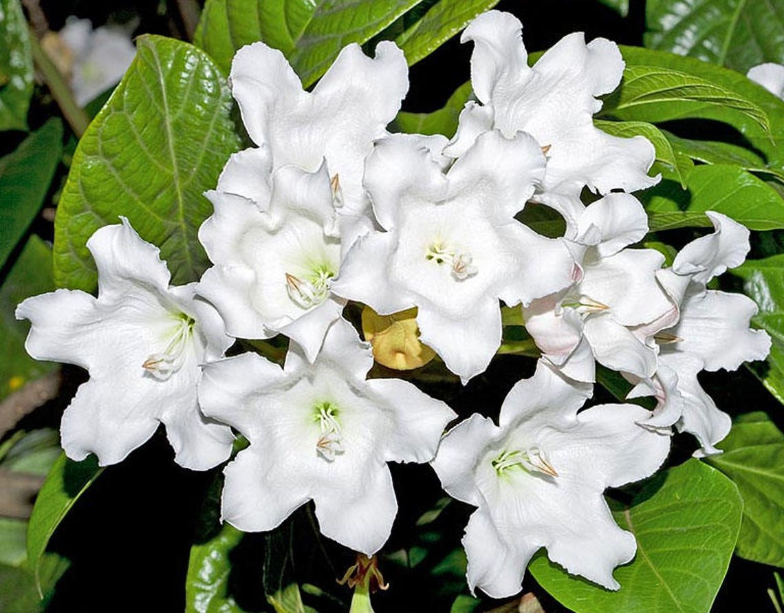 Beaumontia Grandiflora Heralds Trumpet Easter Lily Vine Etsy
