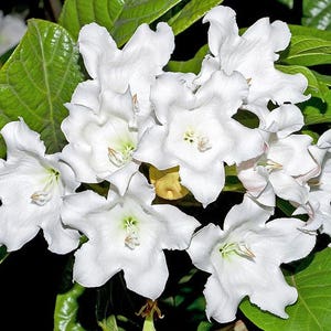 Beaumontia grandiflora Heralds Trumpet Easter Lily Vine 20_Seeds image 4