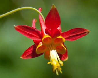 Aquilegia formosa | Western Columbine | 10_Seeds