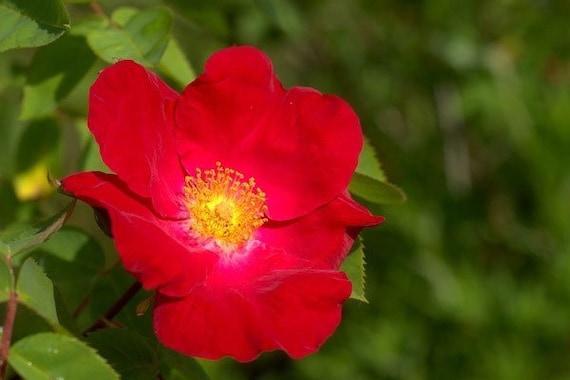 Rosa Rugosa Rubra | Red Japanese Rose | 5_seeds - Etsy